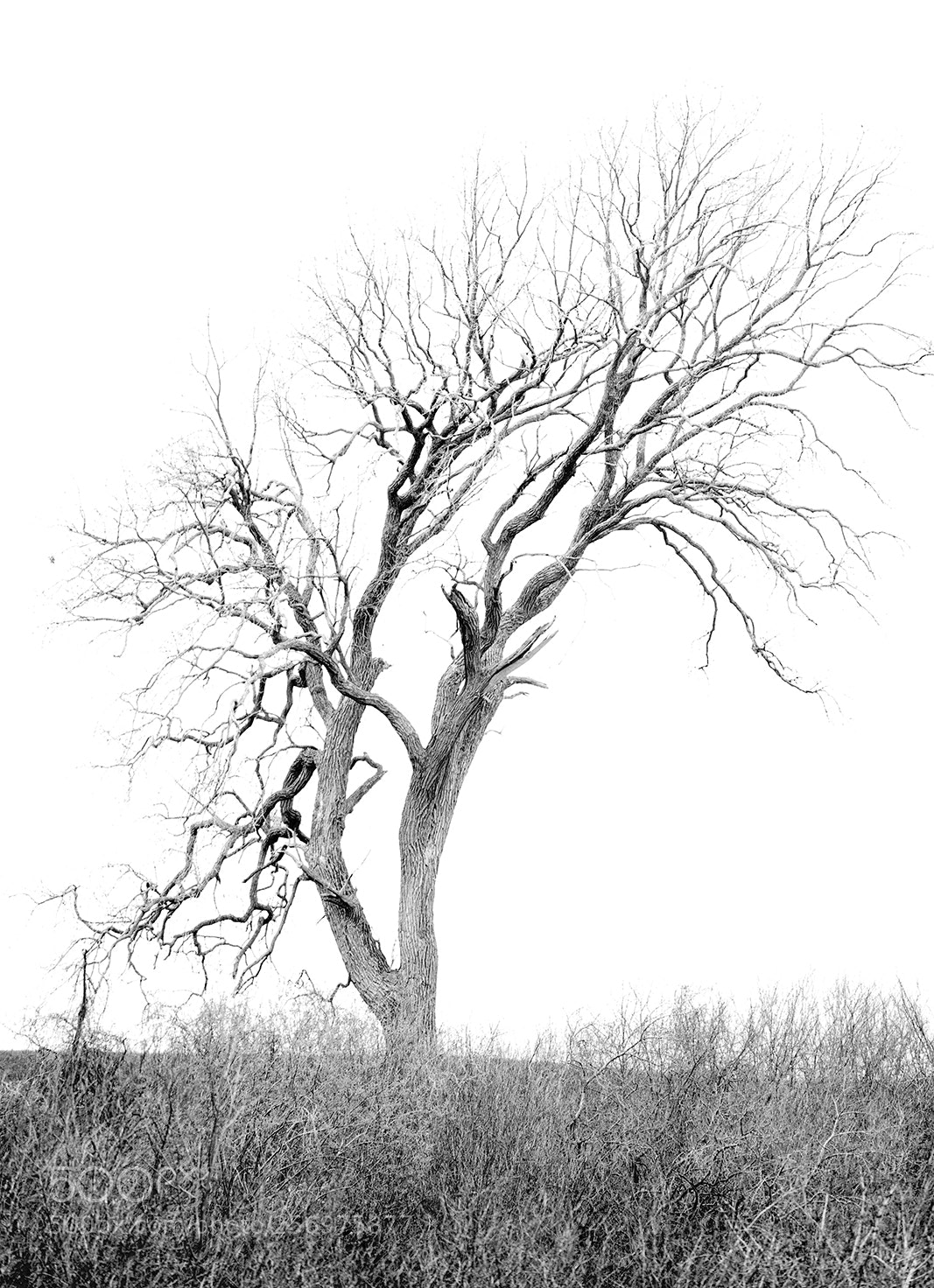 Nikon Df sample photo. Wind swept tree photography