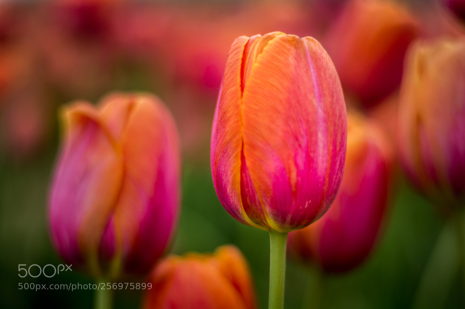 Nikon D5200 sample photo. Beautiful tulip photography