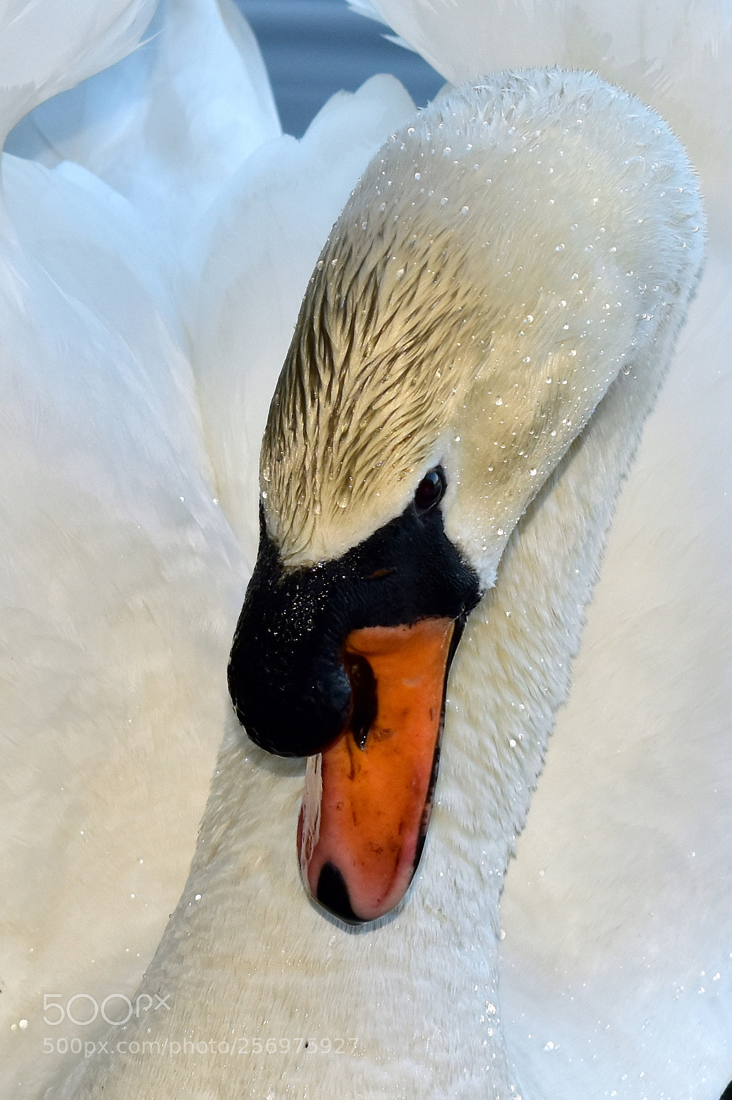 Nikon D5500 sample photo. Swan photography