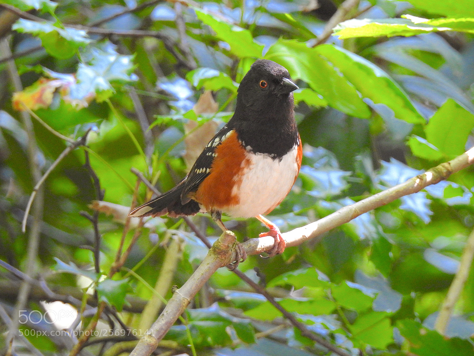 Nikon Coolpix P900 sample photo. Spotted towhee photography