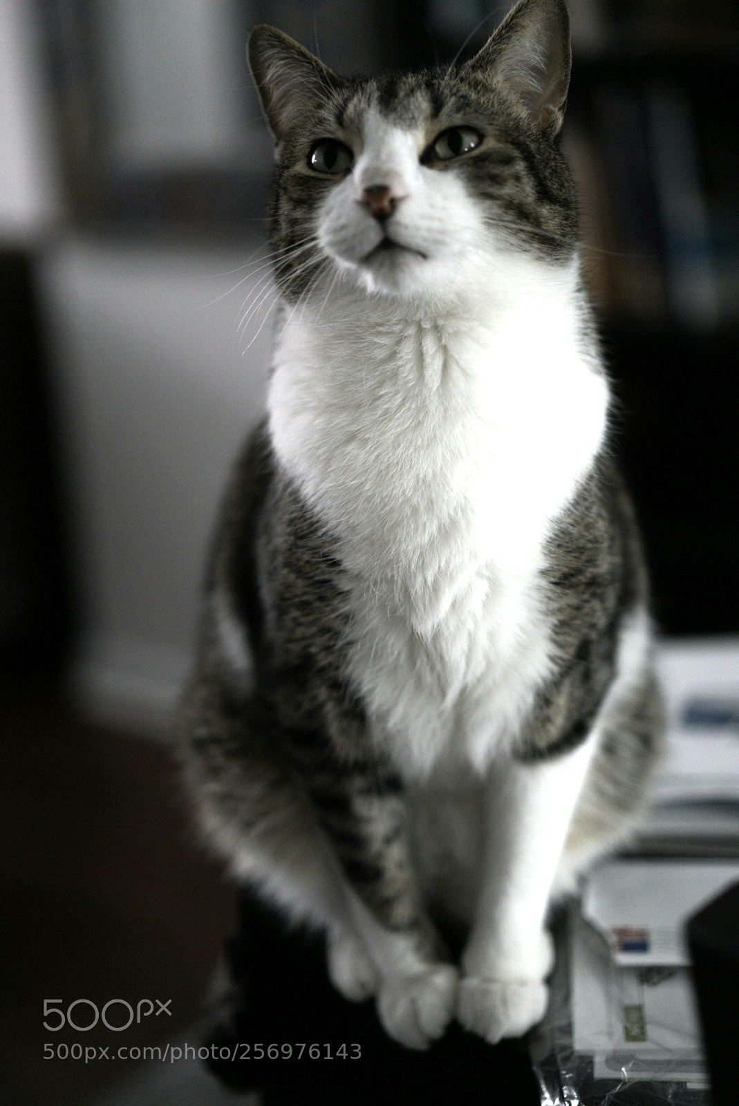 Sony a7R II sample photo. Untitled photography