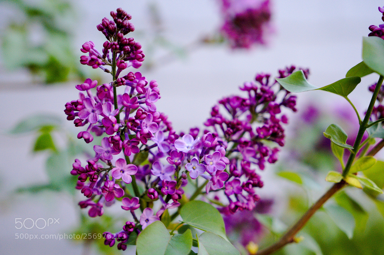 Sony a7 III sample photo. A lilac in some photography