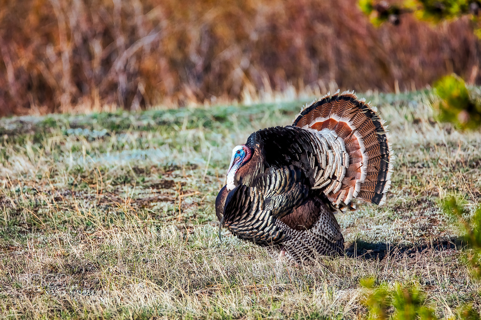 Canon EOS 5DS R sample photo. Mr turkey photography
