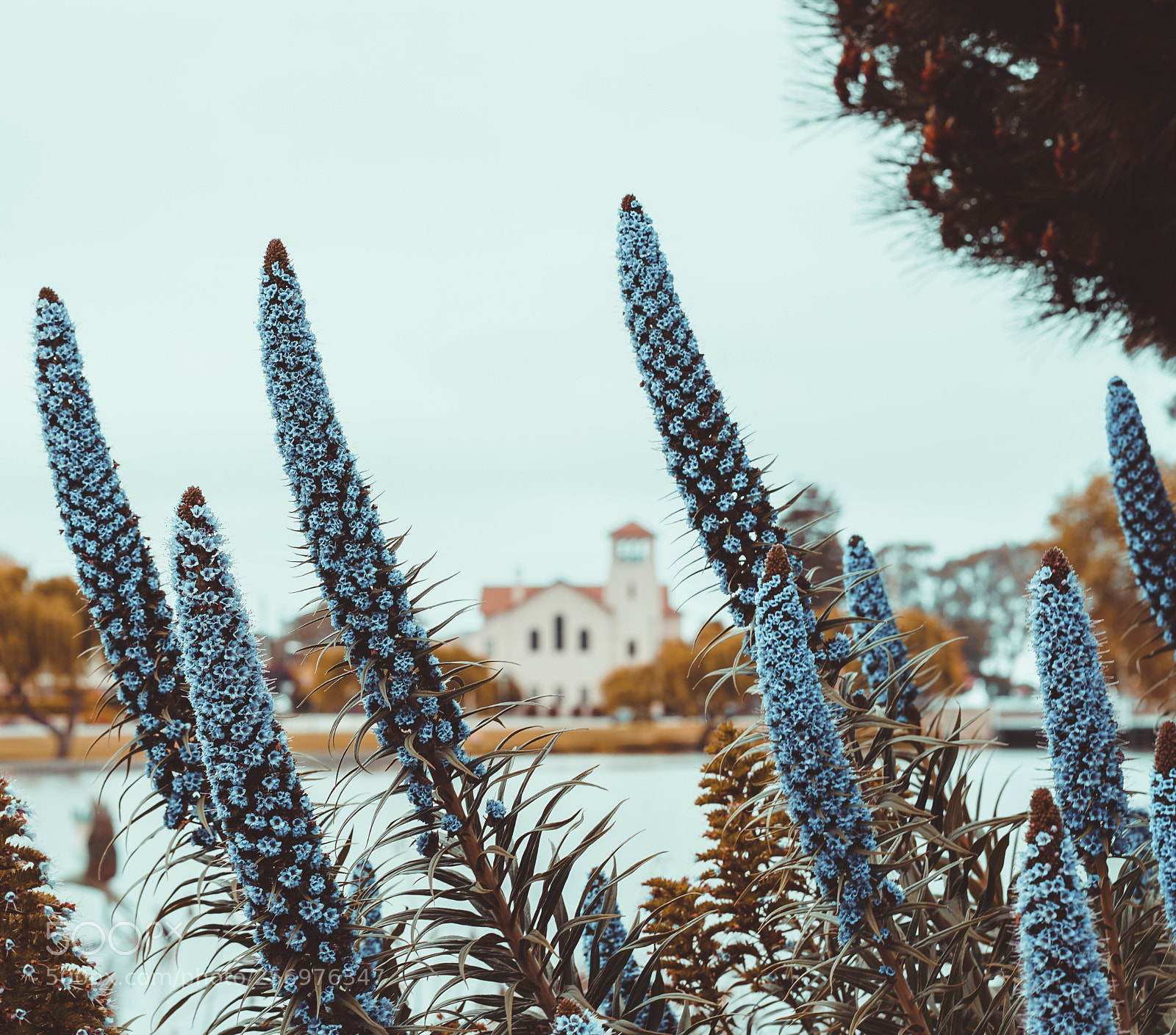 Sony a7R II sample photo. Untitled photography