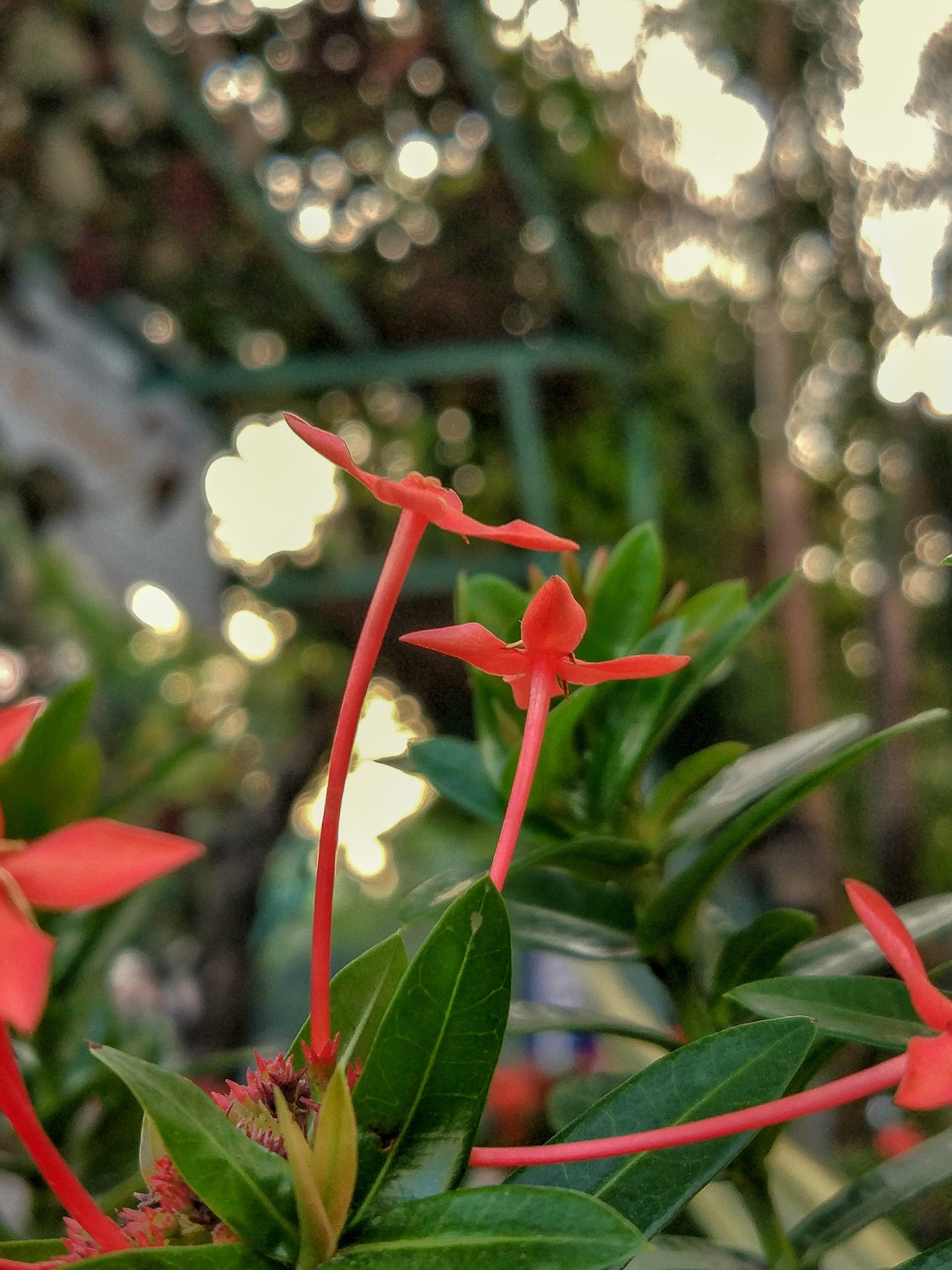 Xiaomi MI 5 sample photo. Ashoka photography