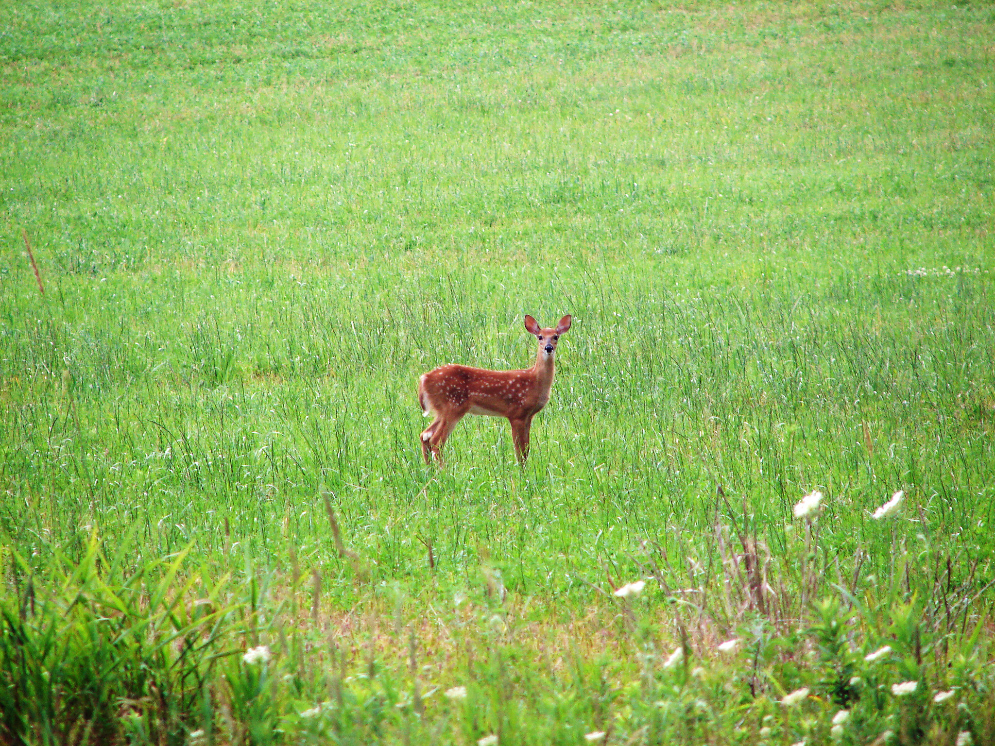 Sony DSC-H1 sample photo. Young deer photography
