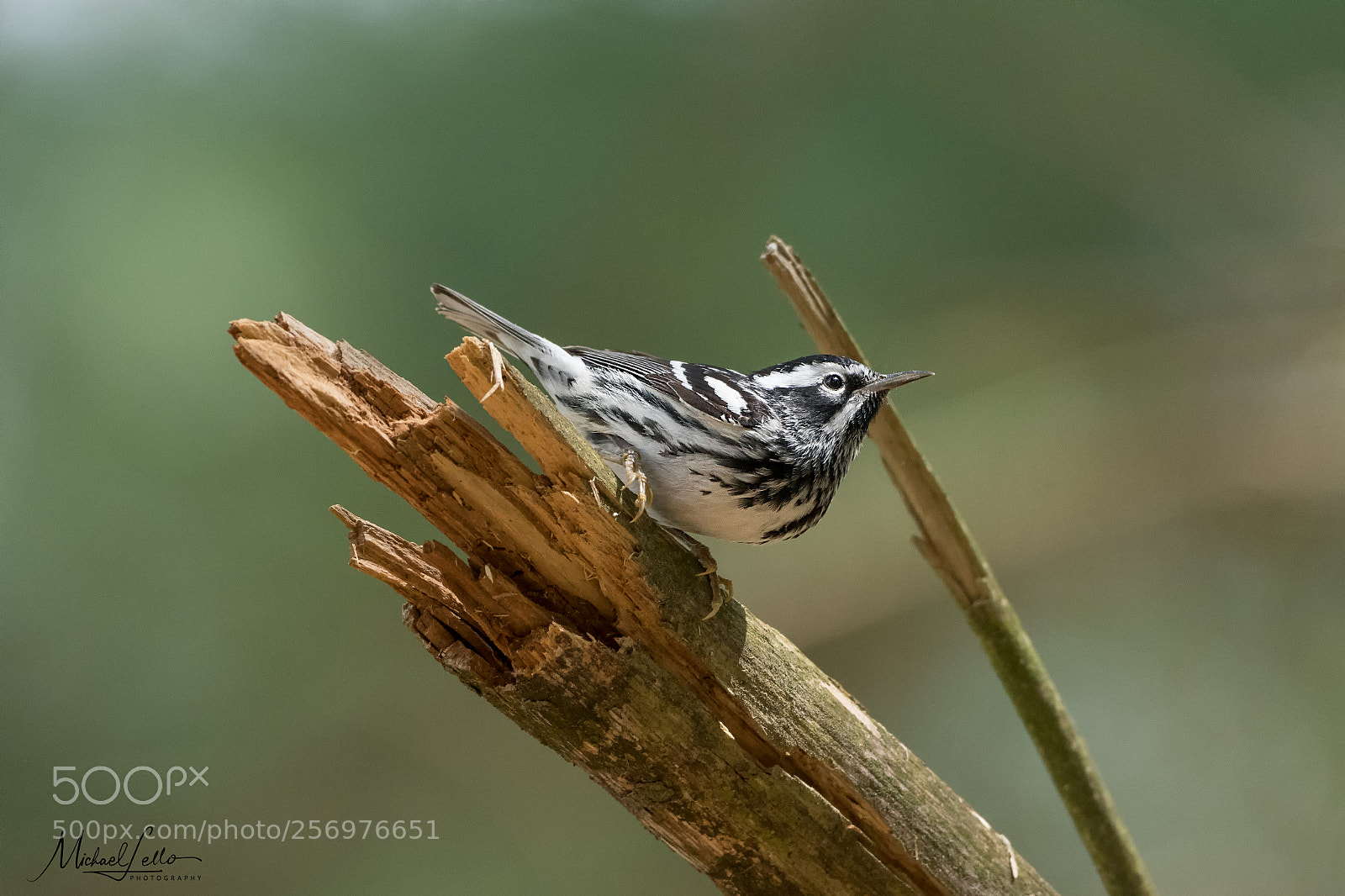 Nikon D500 sample photo. Black and white warbler photography