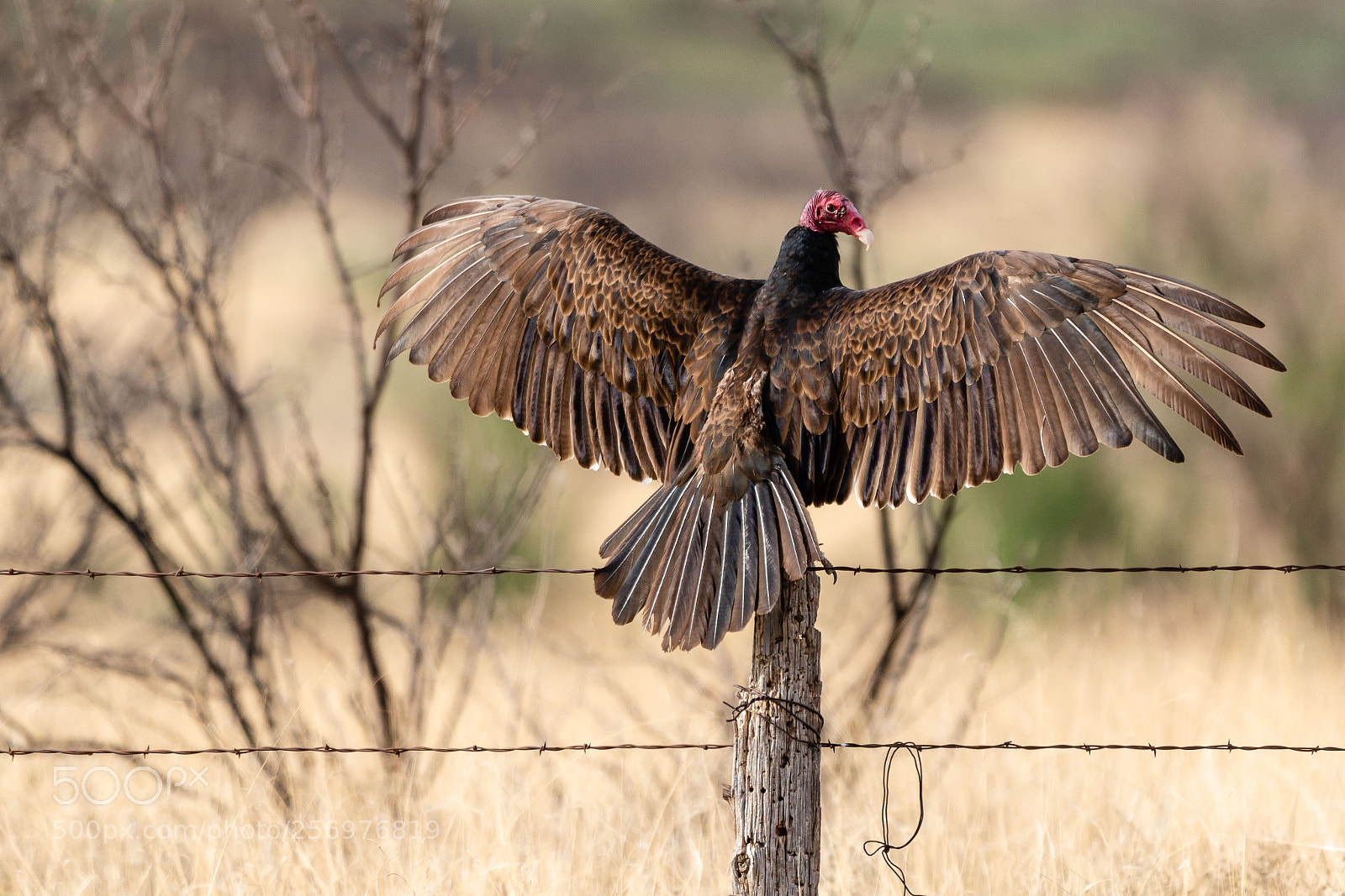 Canon EOS 7D Mark II sample photo. Turkey vulture streching its photography