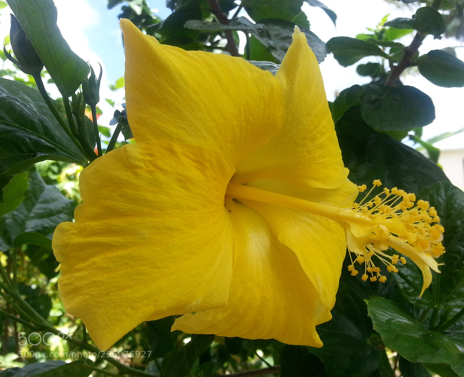 Samsung Galaxy S3 sample photo. Hibiscus jaune photography