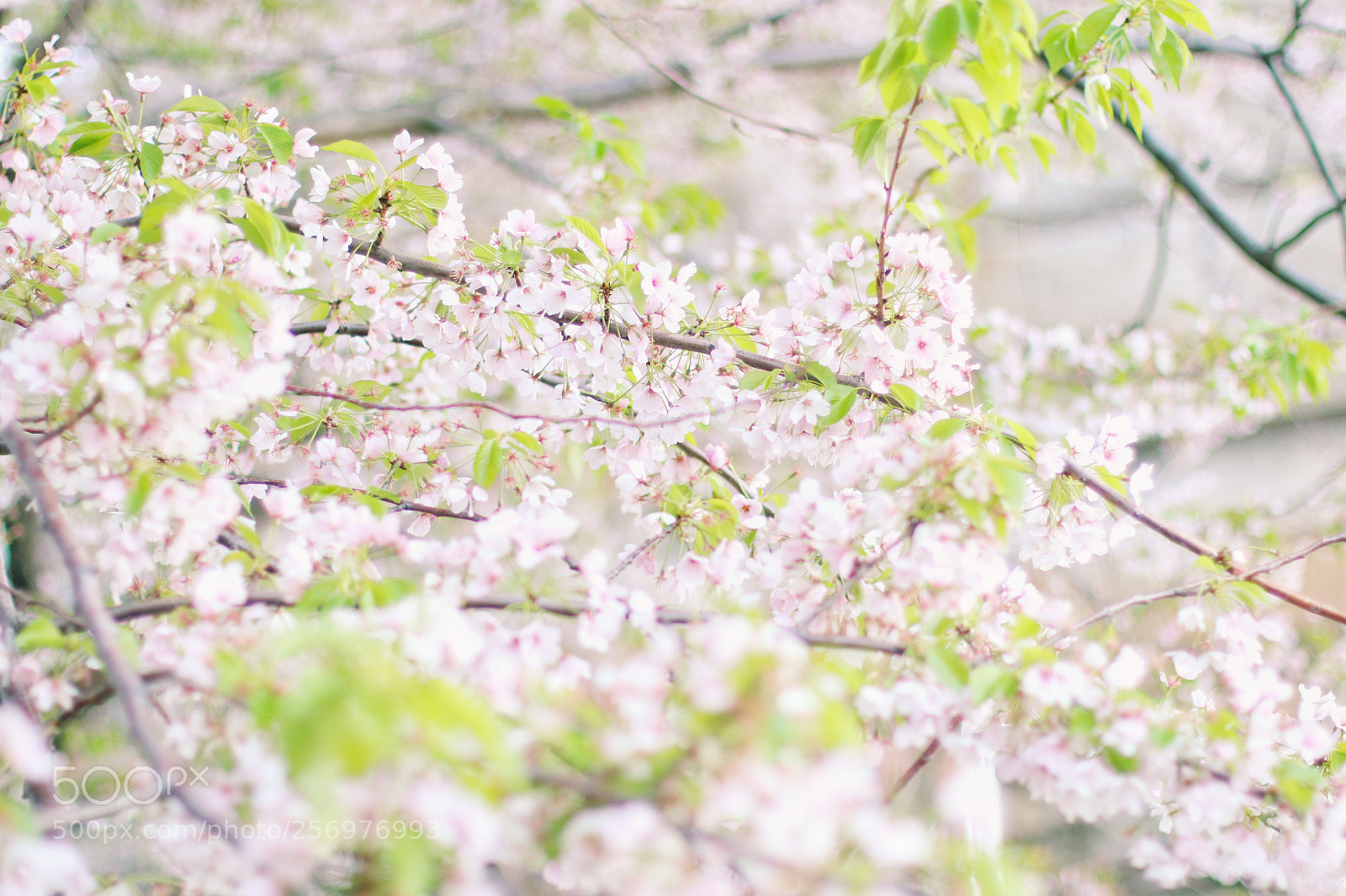 Canon EOS 70D sample photo. Untitled photography