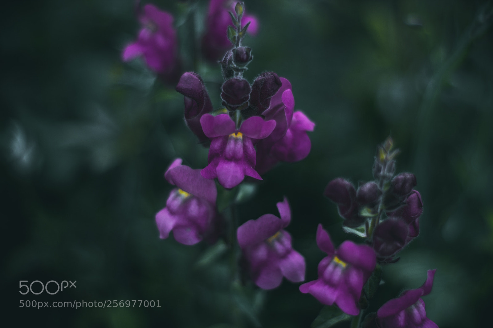 Canon EOS 1100D (EOS Rebel T3 / EOS Kiss X50) sample photo. Antirrhinum linkianum photography