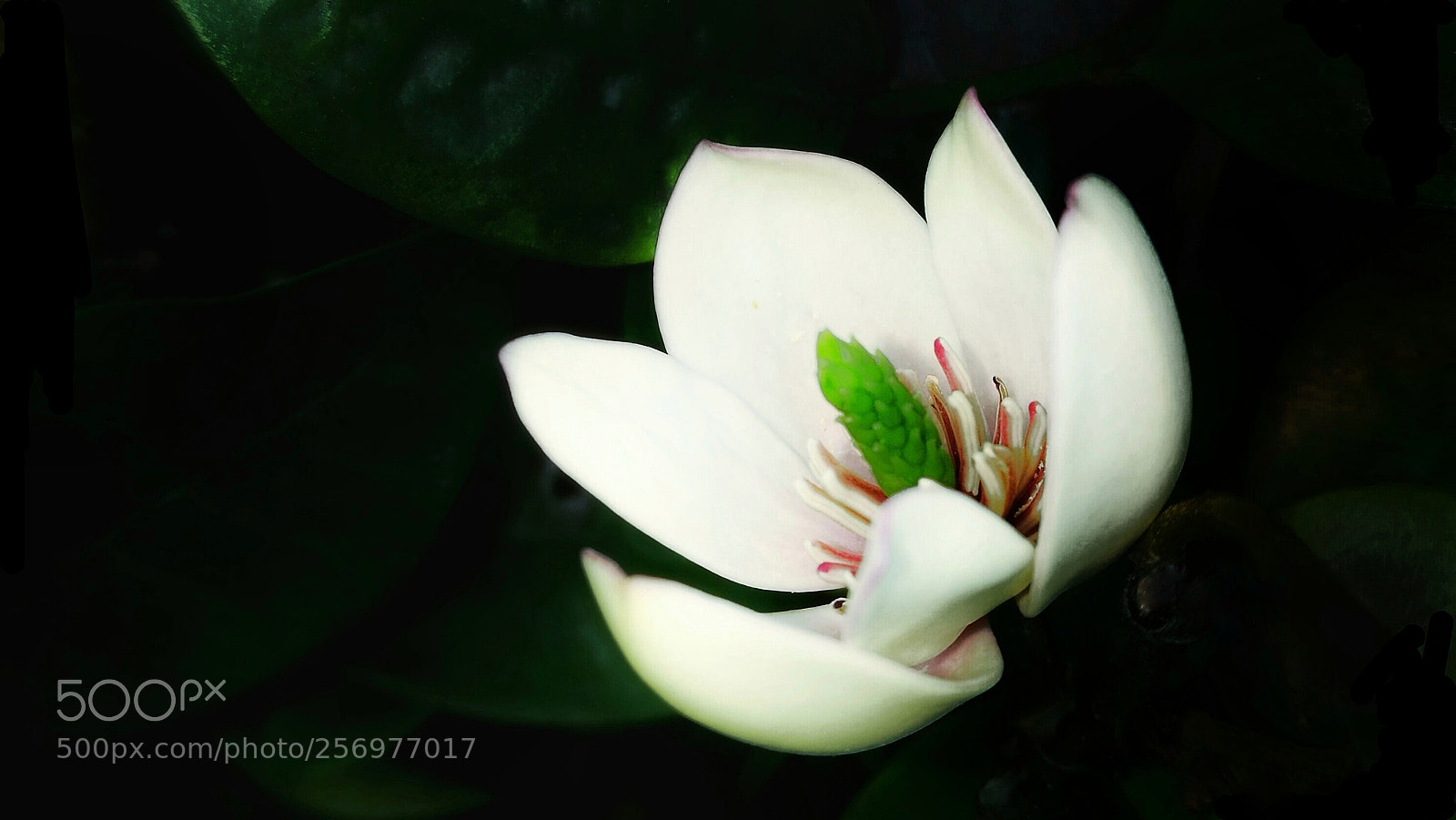 HUAWEI P9 sample photo. Untitled photography