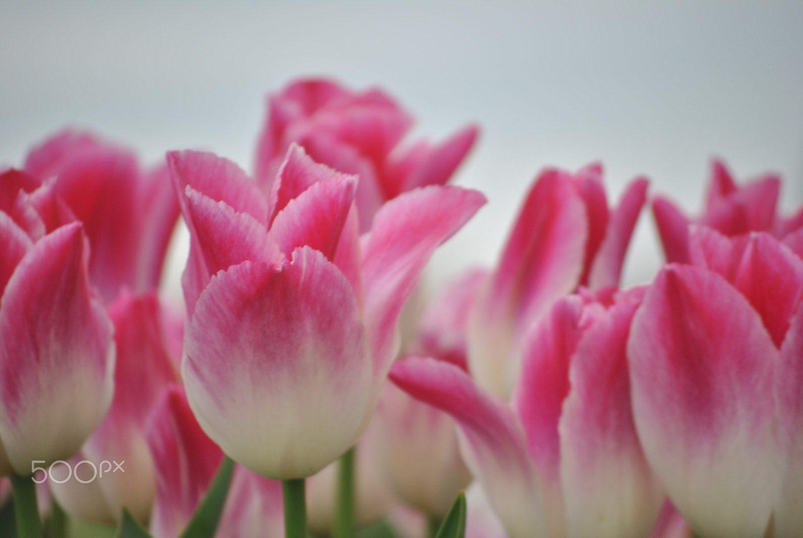 Nikon D3000 sample photo. Pinkies photography