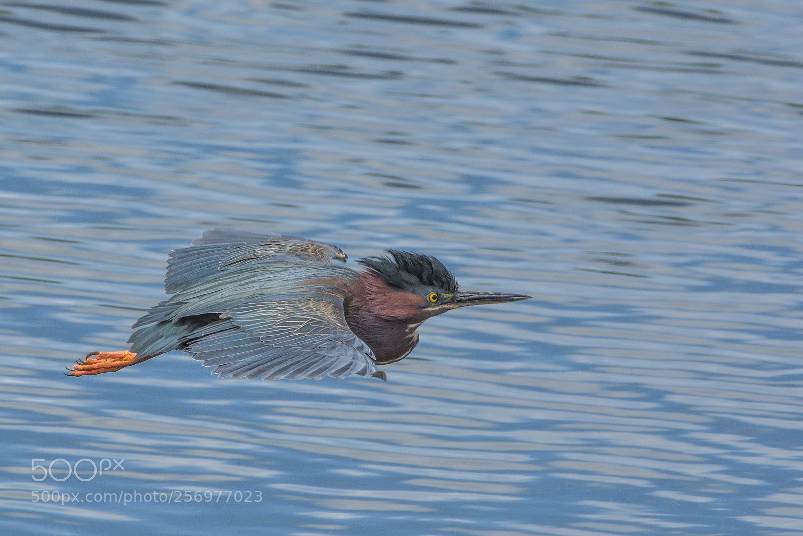 Nikon D7200 sample photo. Green heron flight photography