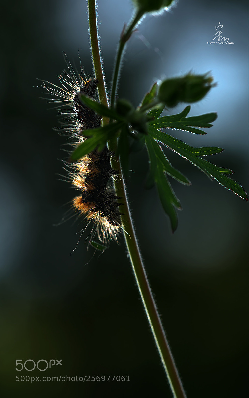 Sony a7R II sample photo. 毛虫 photography