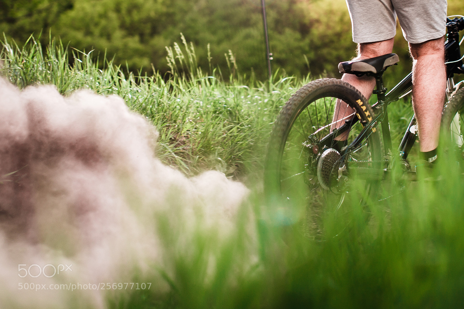 Canon EOS-1Ds Mark II sample photo. Mtb rider photography