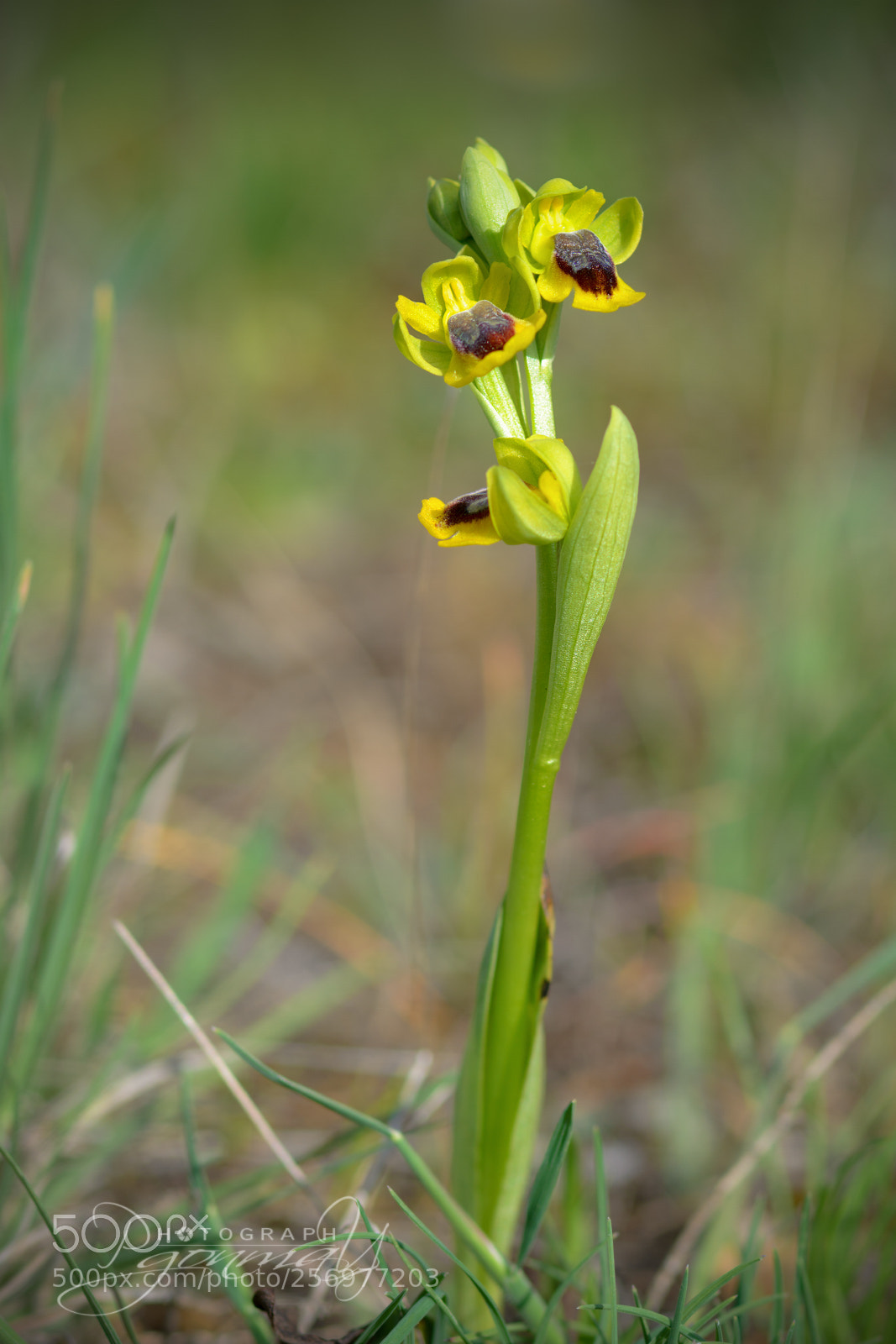 Nikon D7000 sample photo. Orphys lutea photography