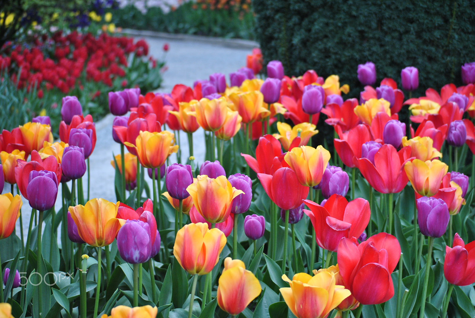 Nikon D3000 sample photo. Flowers photography
