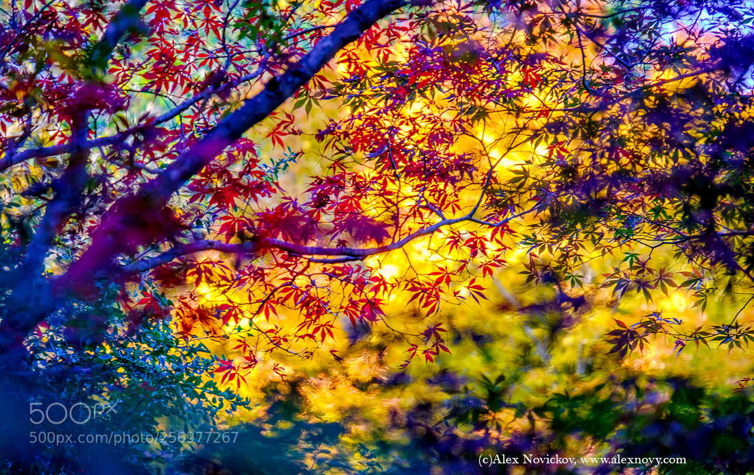 Fujifilm X-E2 sample photo. The autumn mood photography