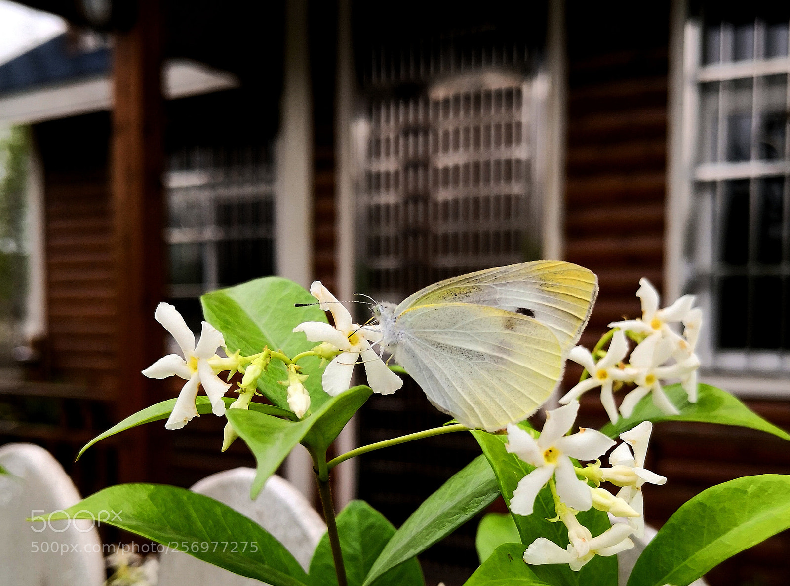 HUAWEI Mate 10 sample photo. Untitled photography