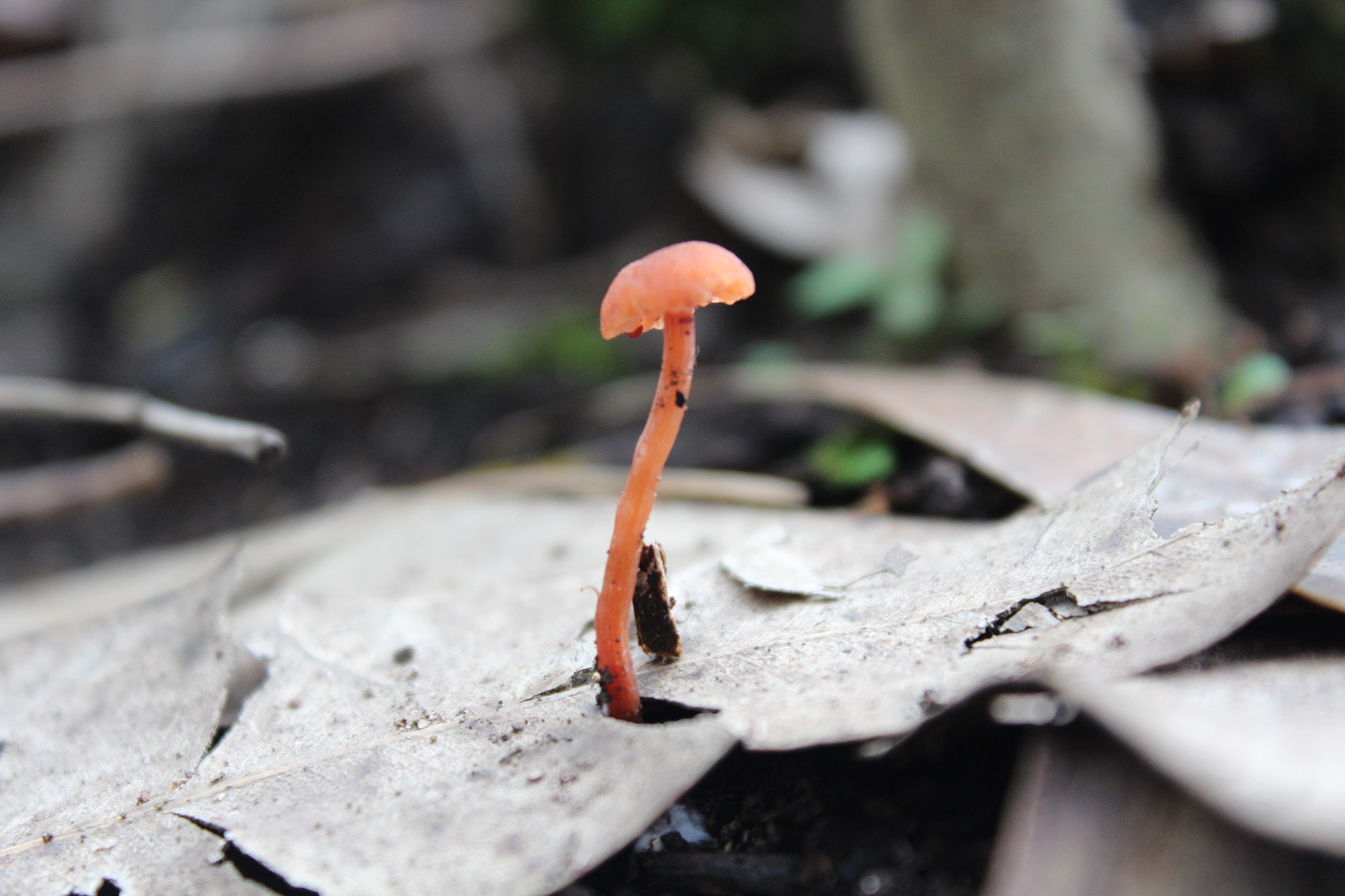 Canon EOS 700D (EOS Rebel T5i / EOS Kiss X7i) sample photo. Grow up photography