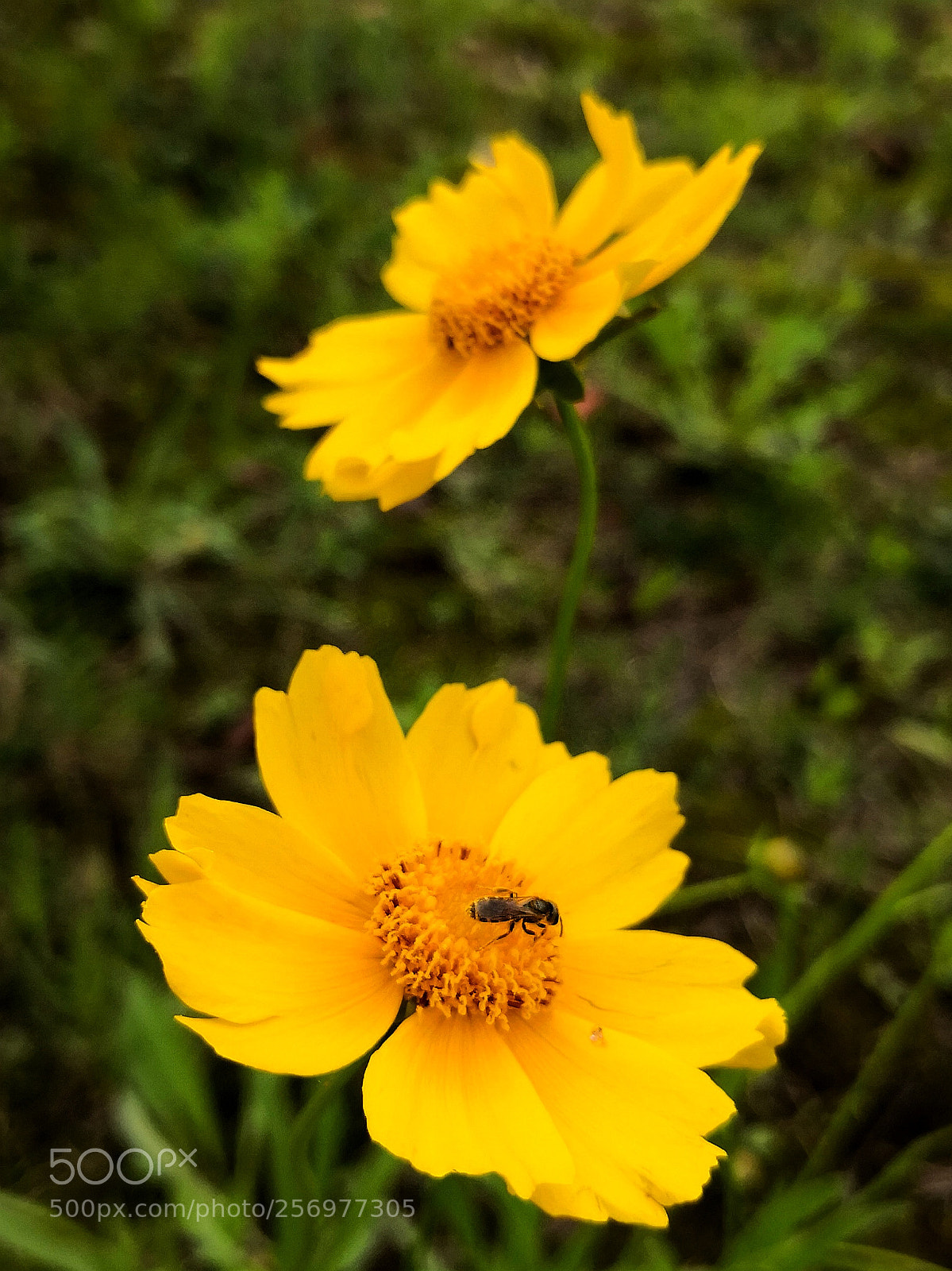 HUAWEI Mate 10 sample photo. Untitled photography