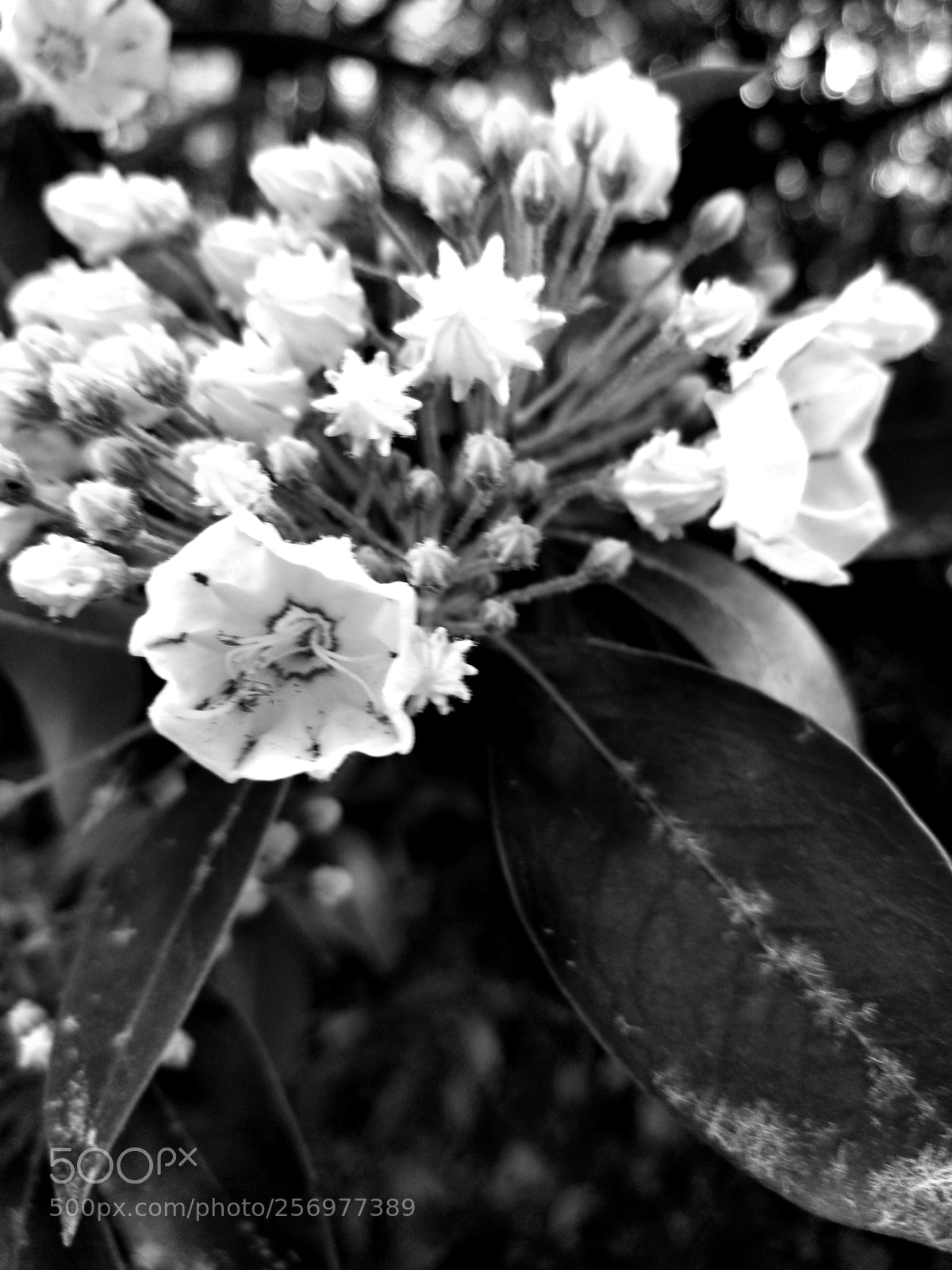 Samsung Galaxy S8+ sample photo. Laurel photography