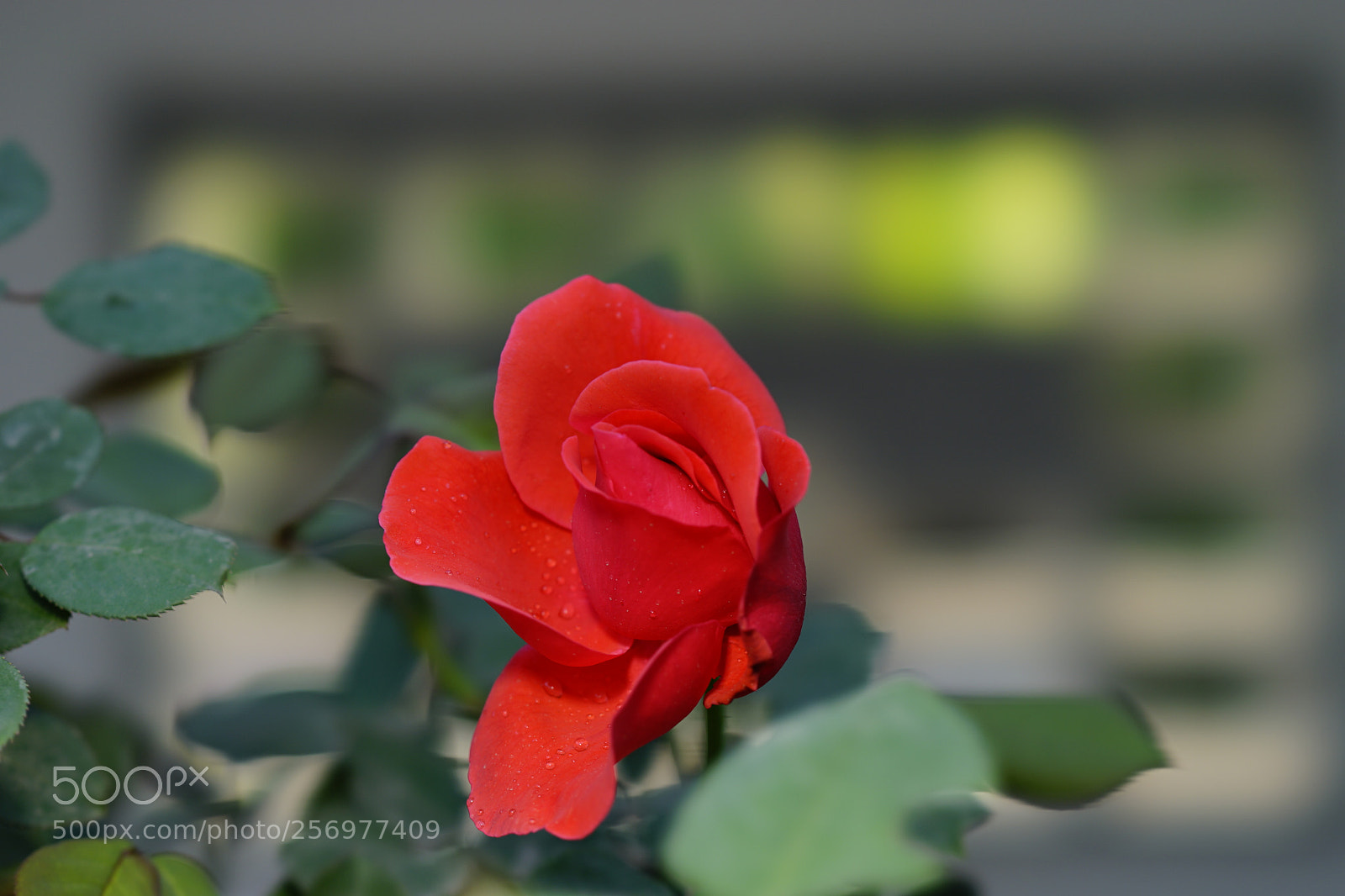 Sony a7 II sample photo. 那厢阳光灿烂 photography