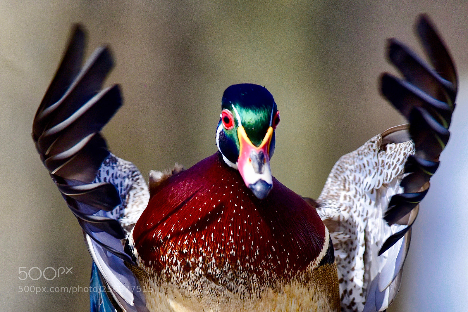 Nikon D810 sample photo. Welcome photography