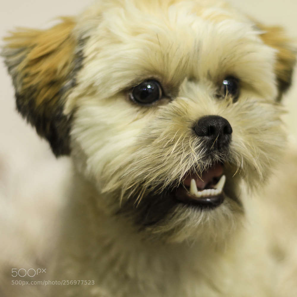 Canon EOS 700D (EOS Rebel T5i / EOS Kiss X7i) sample photo. Daenerys photography