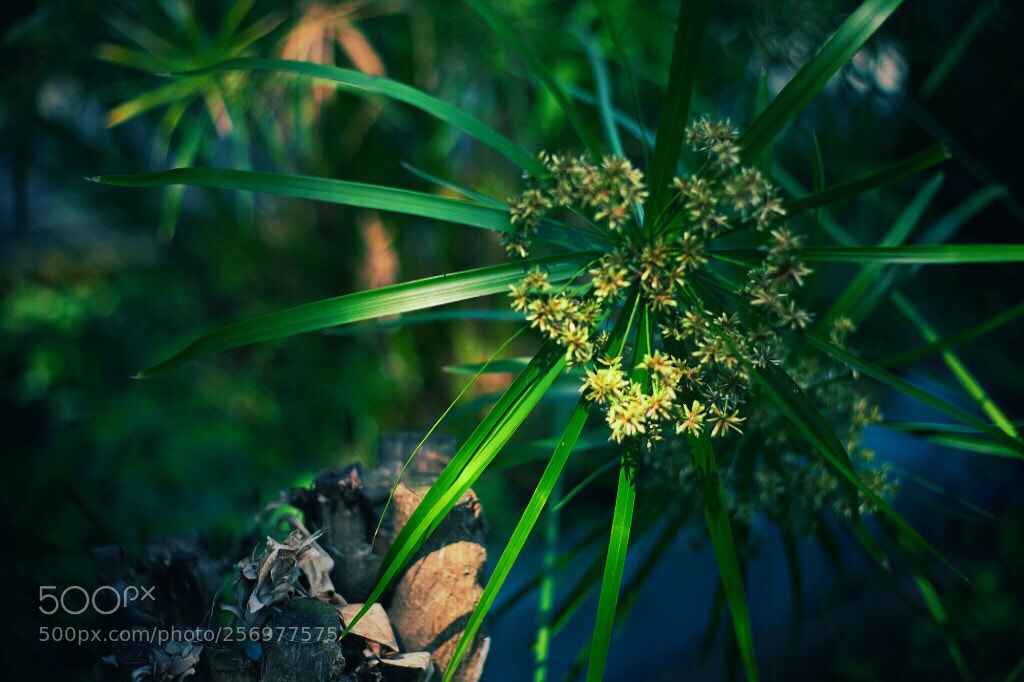 Canon EOS 5D Mark II sample photo. Untitled photography