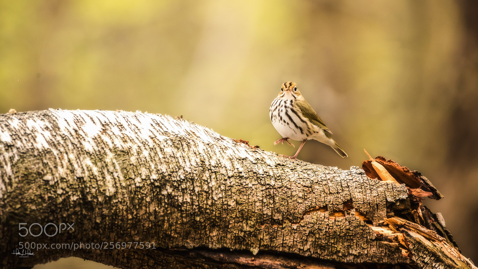 Nikon D810 sample photo. The ovenbird photography