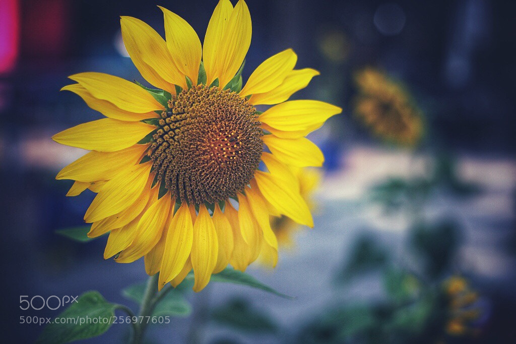 Canon EOS 5D Mark II sample photo. Untitled photography