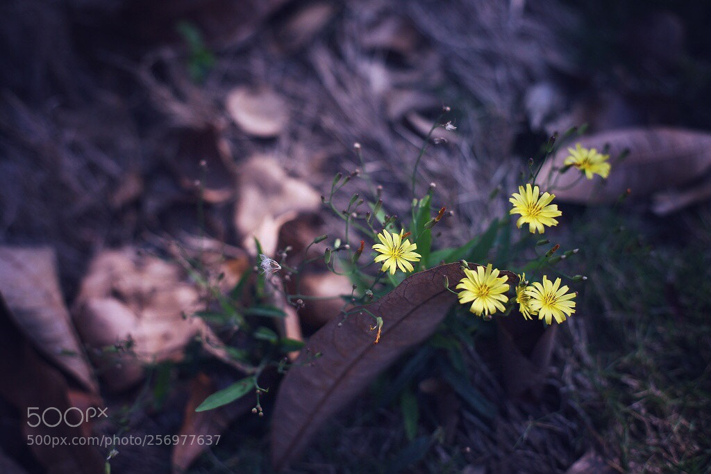 Canon EOS 5D Mark II sample photo. Untitled photography