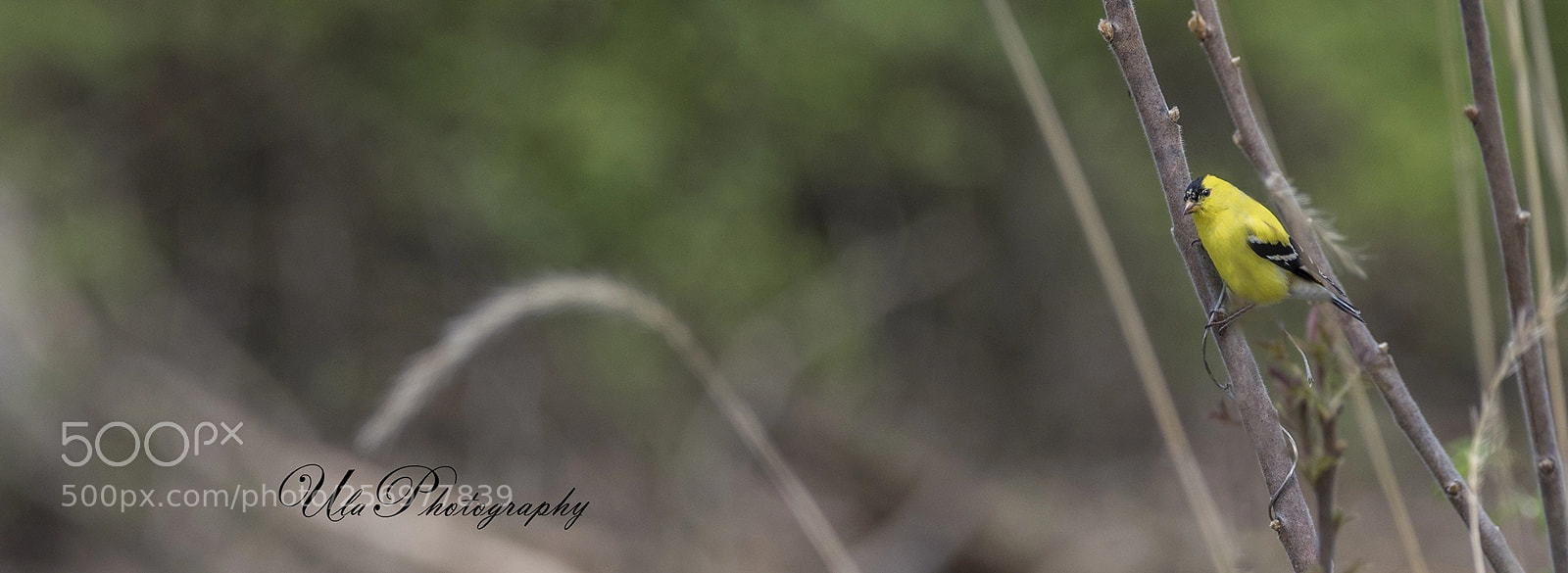 Nikon D810 sample photo. Gold finch photography