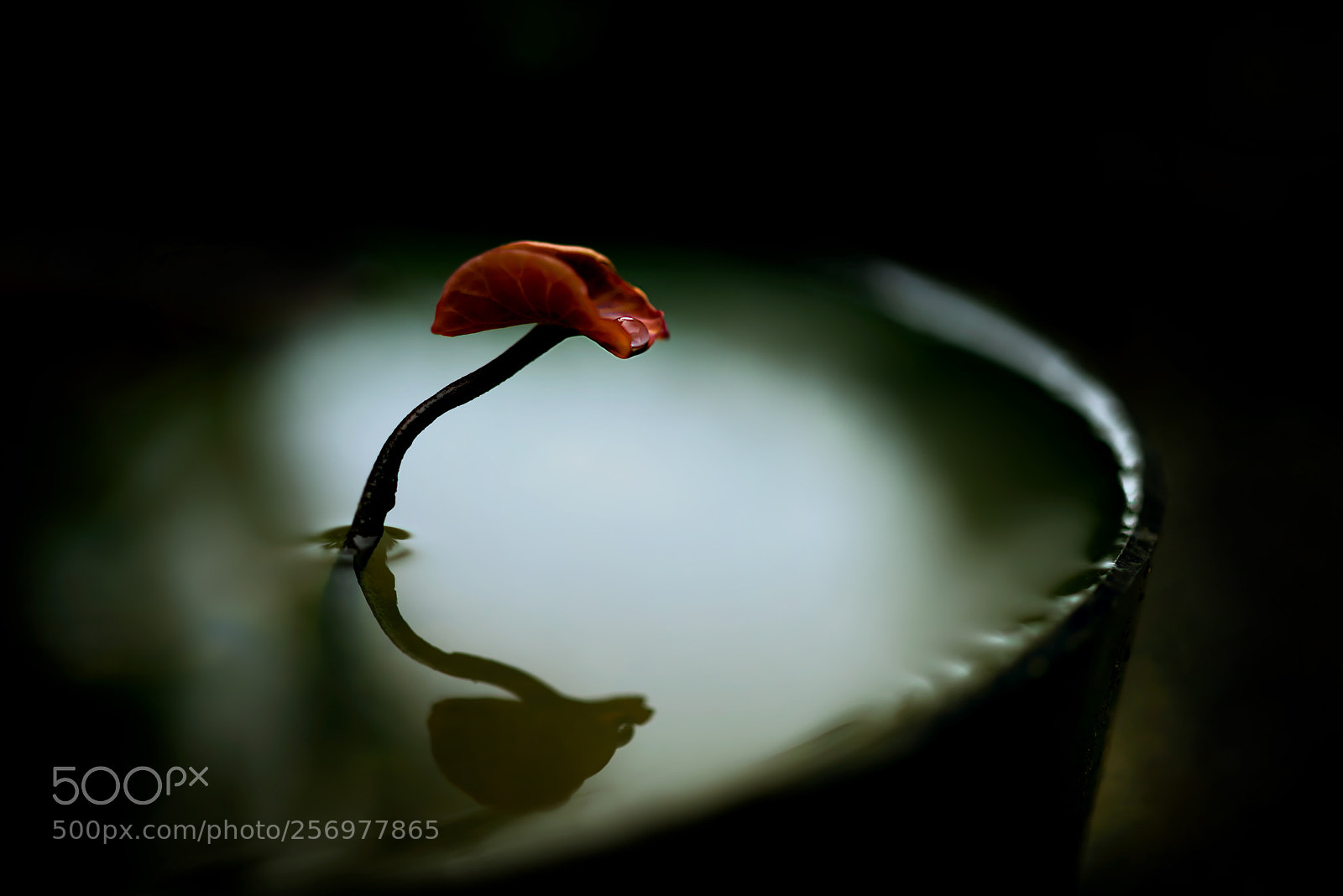 Nikon D800E sample photo. Lotus photography