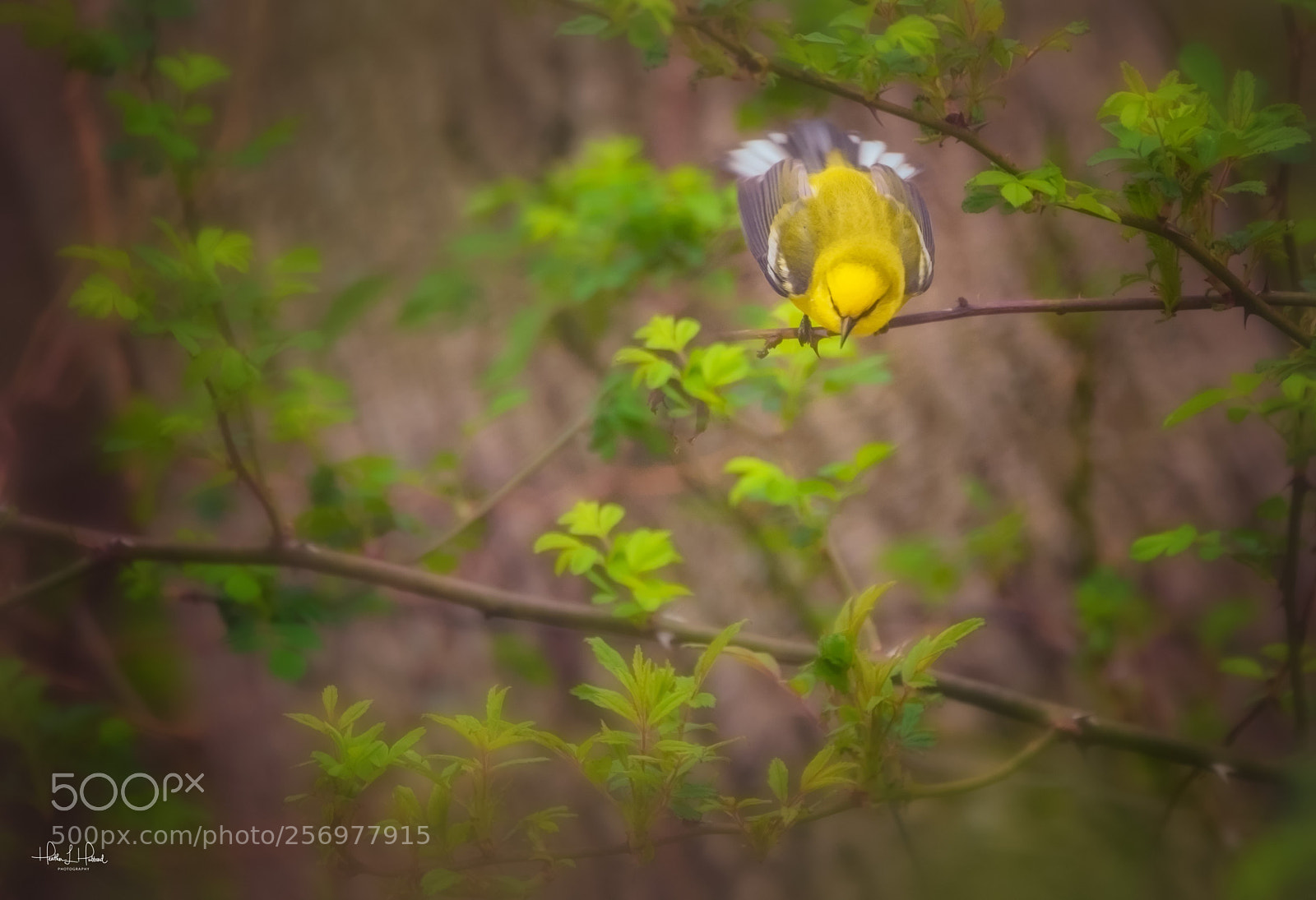 Nikon D810 sample photo. Blue winged photography