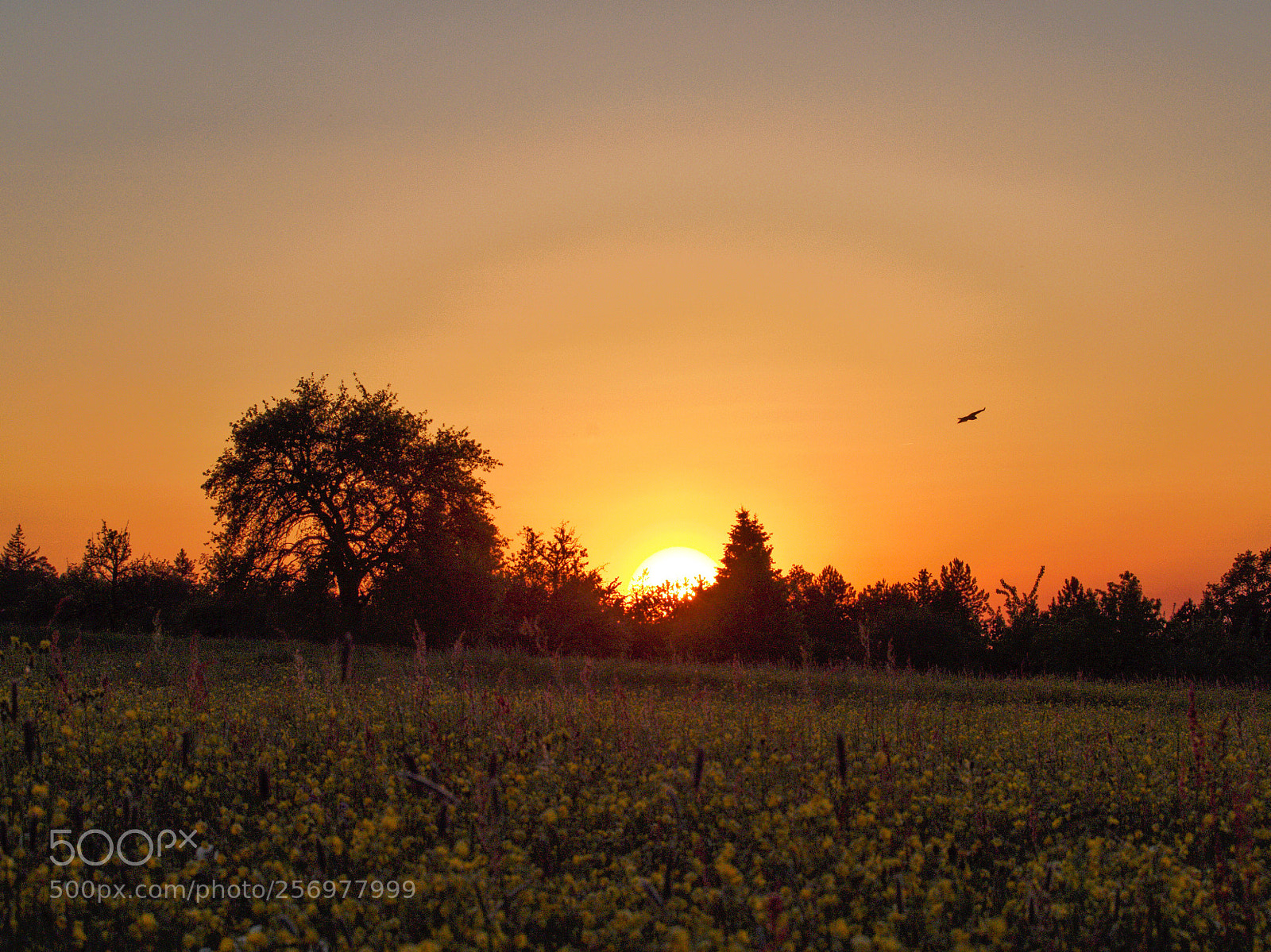 Olympus OM-D E-M1 sample photo. Wonderful sunset  photography