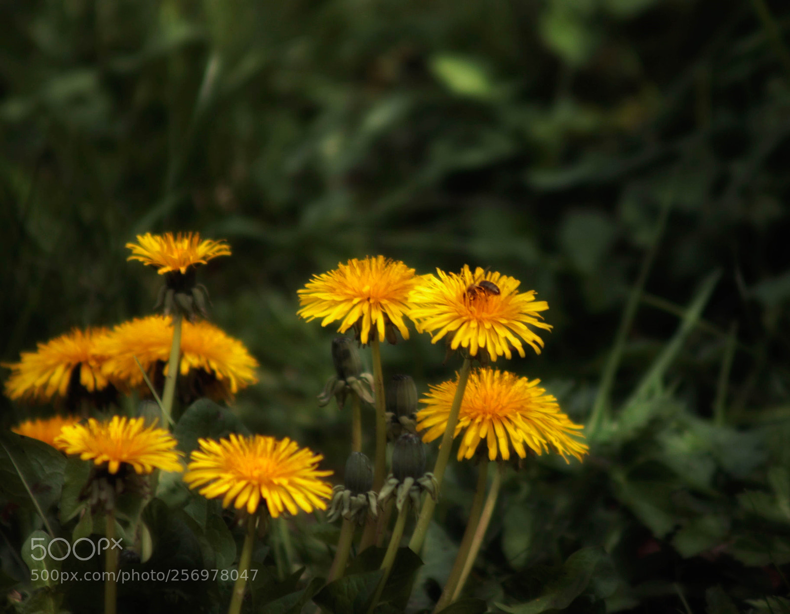 Canon EOS 450D (EOS Rebel XSi / EOS Kiss X2) sample photo. Dandelions and bee photography