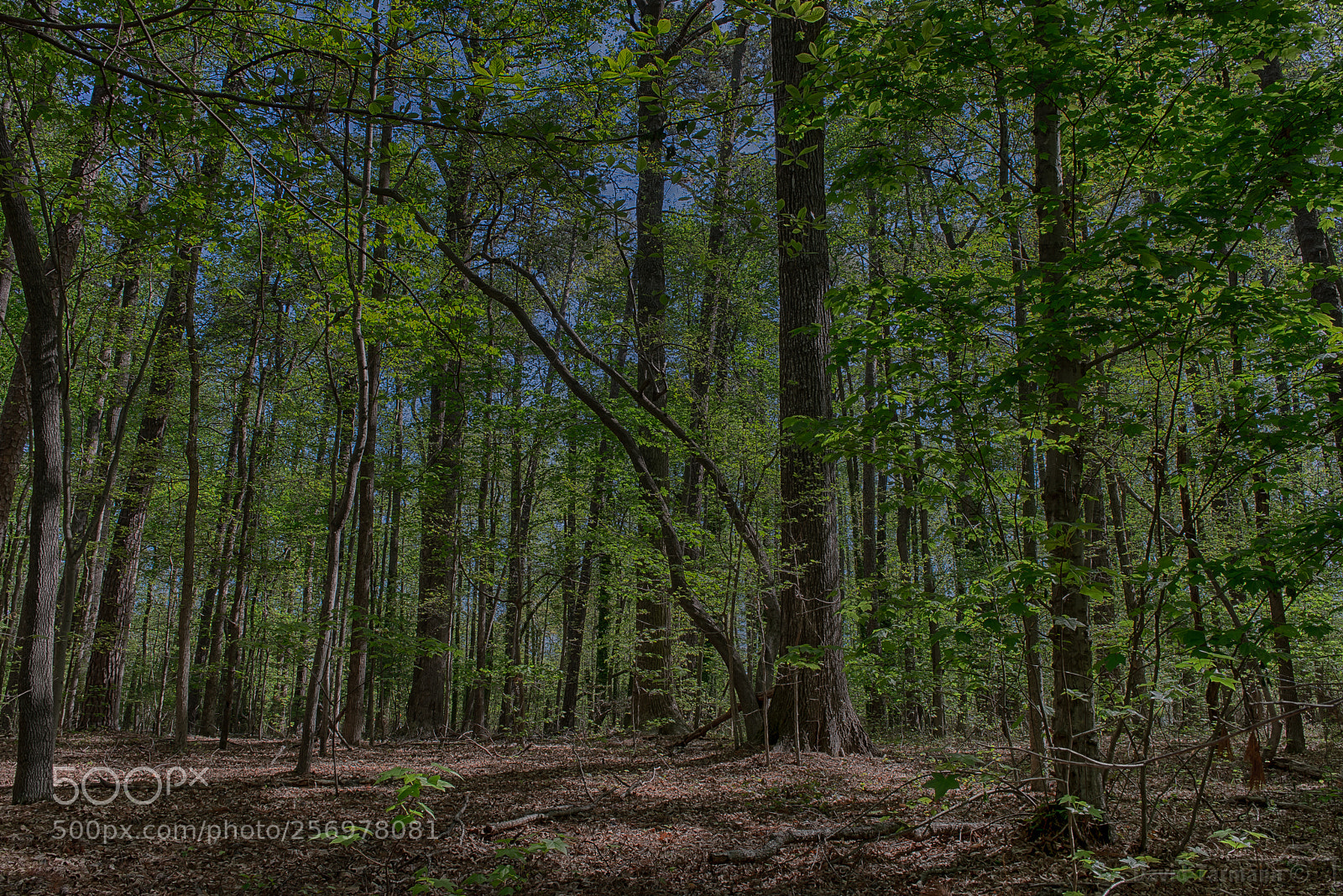 Nikon D800 sample photo. The nolan trail #1 photography