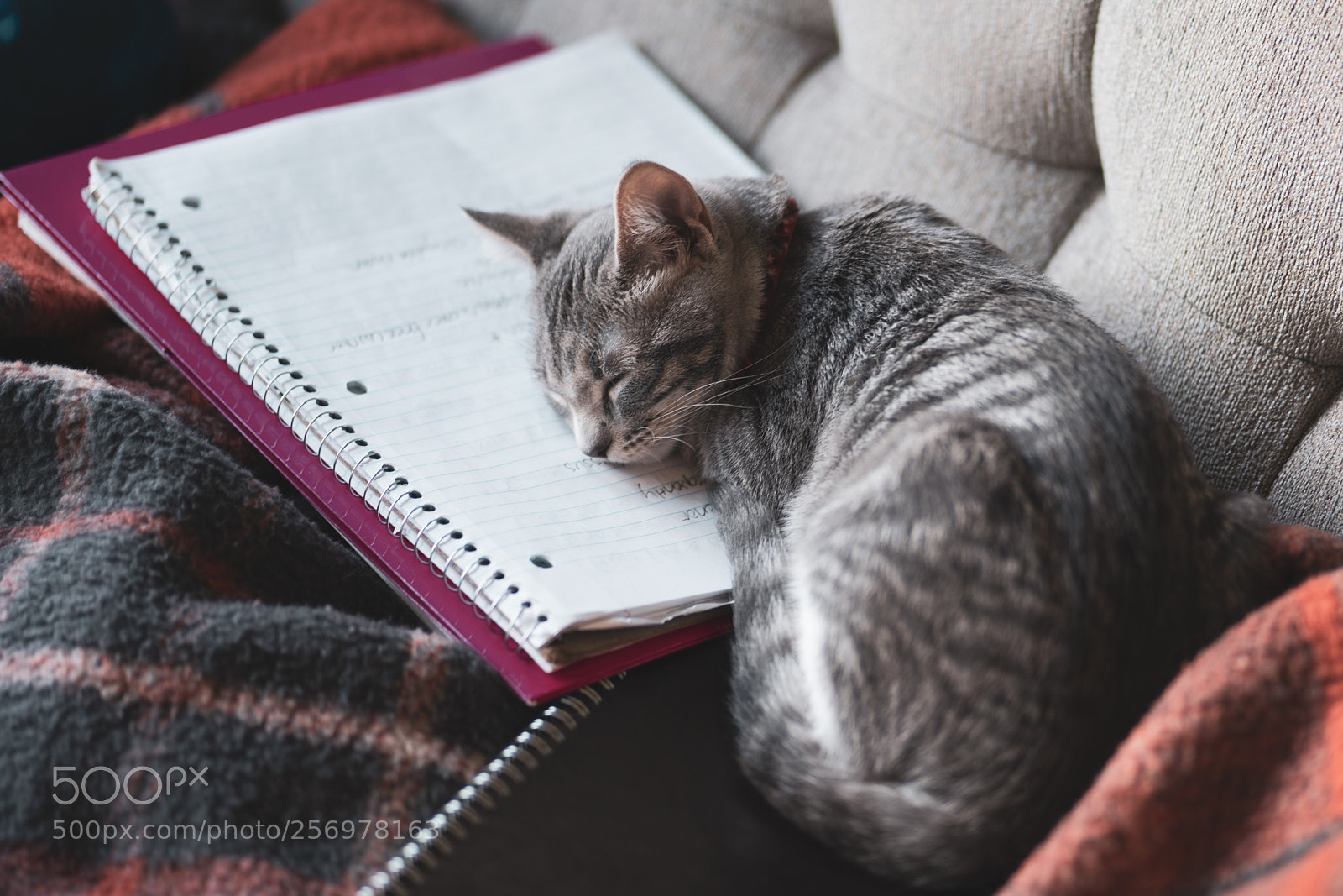 Sony a7R II sample photo. Study break photography