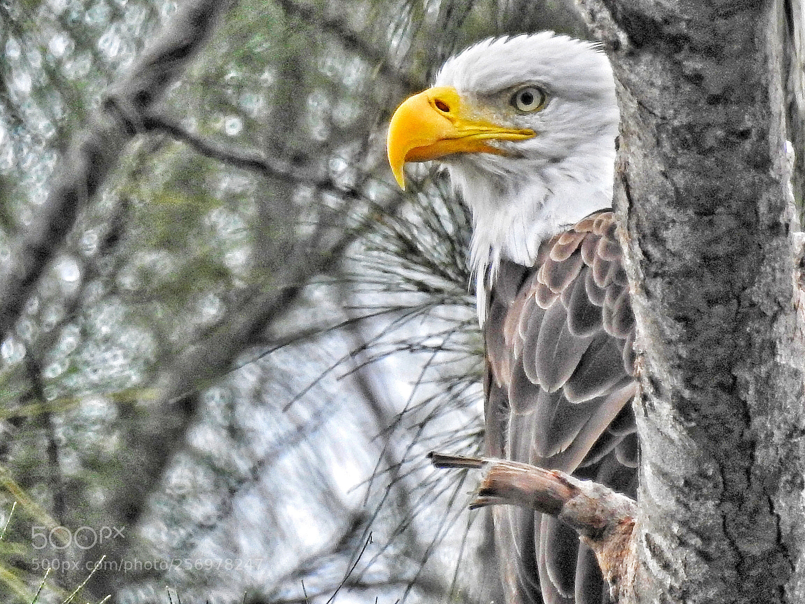 Nikon Coolpix P900 sample photo. Bald eagle  photography