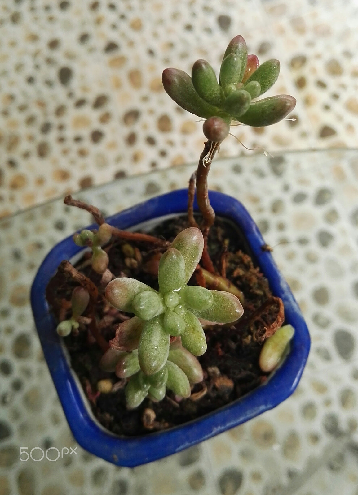 HUAWEI P8 sample photo. Succulent plants photography
