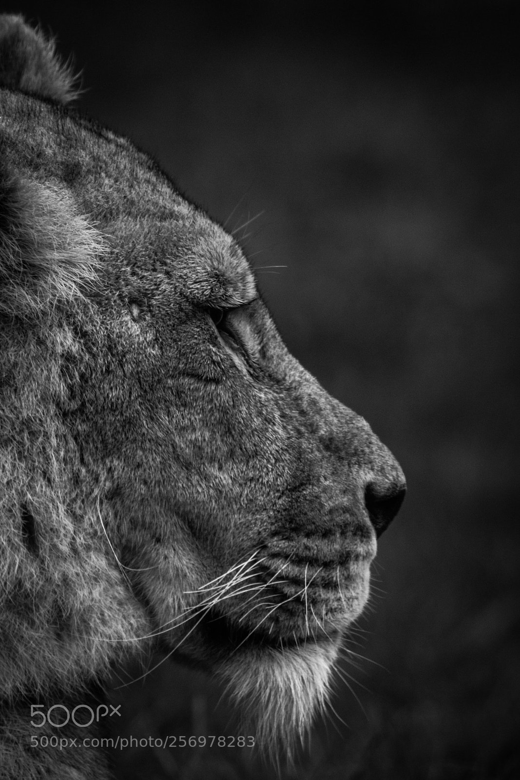 Canon EOS 7D sample photo. Longleat lion photography