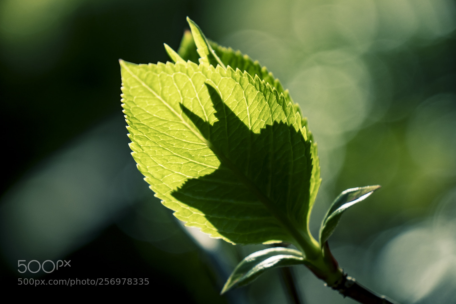 Fujifilm X-T2 sample photo. Batman leaf photography