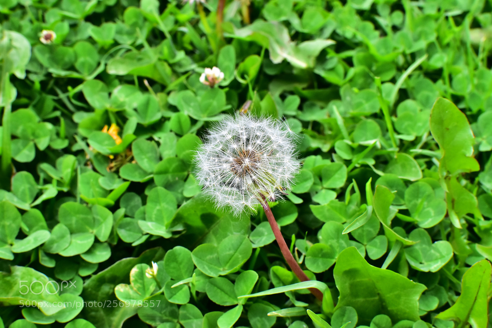 Nikon D5600 sample photo. A white spot in photography