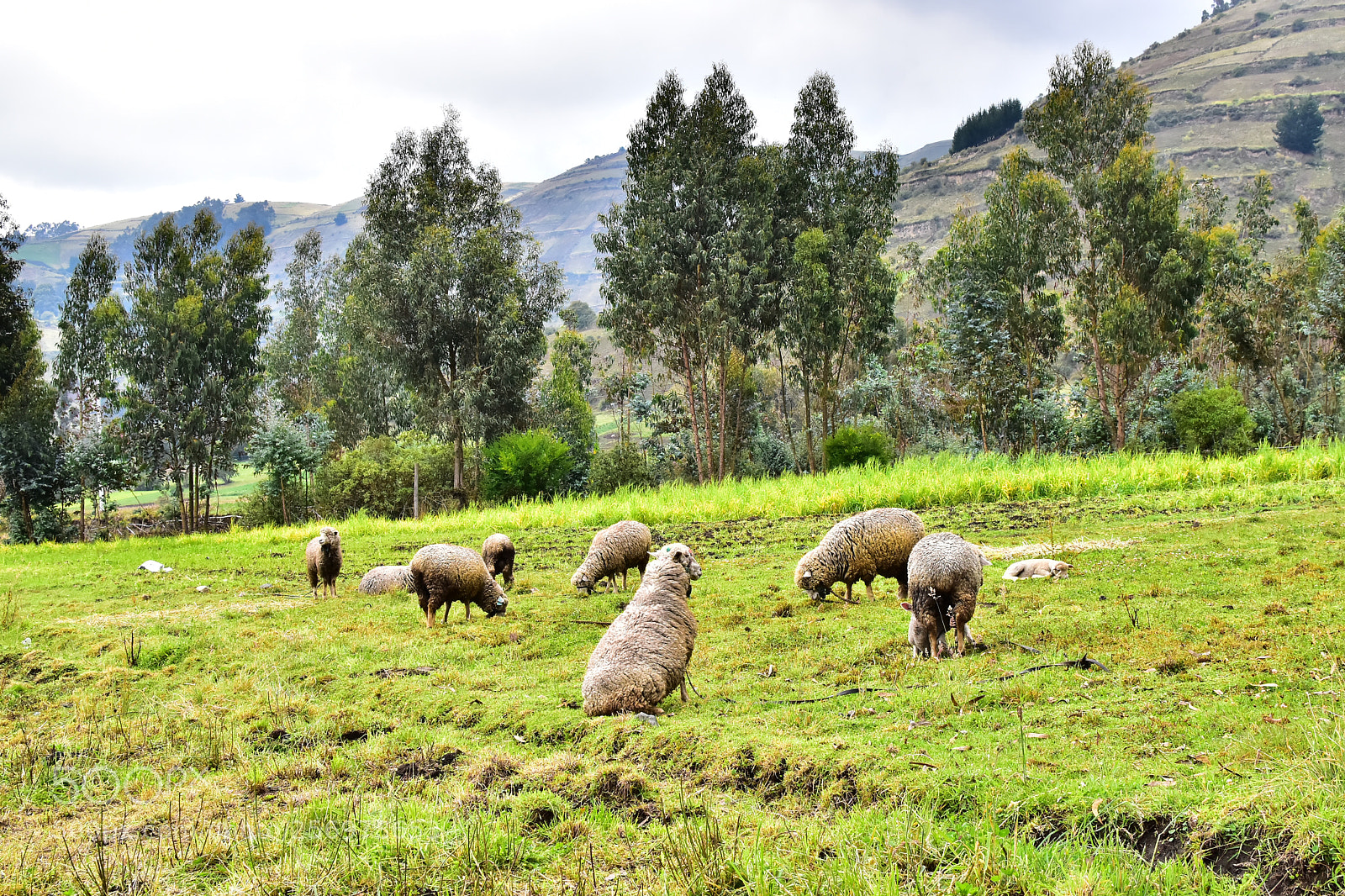 Nikon D5600 sample photo. Countryside in ecuador photography