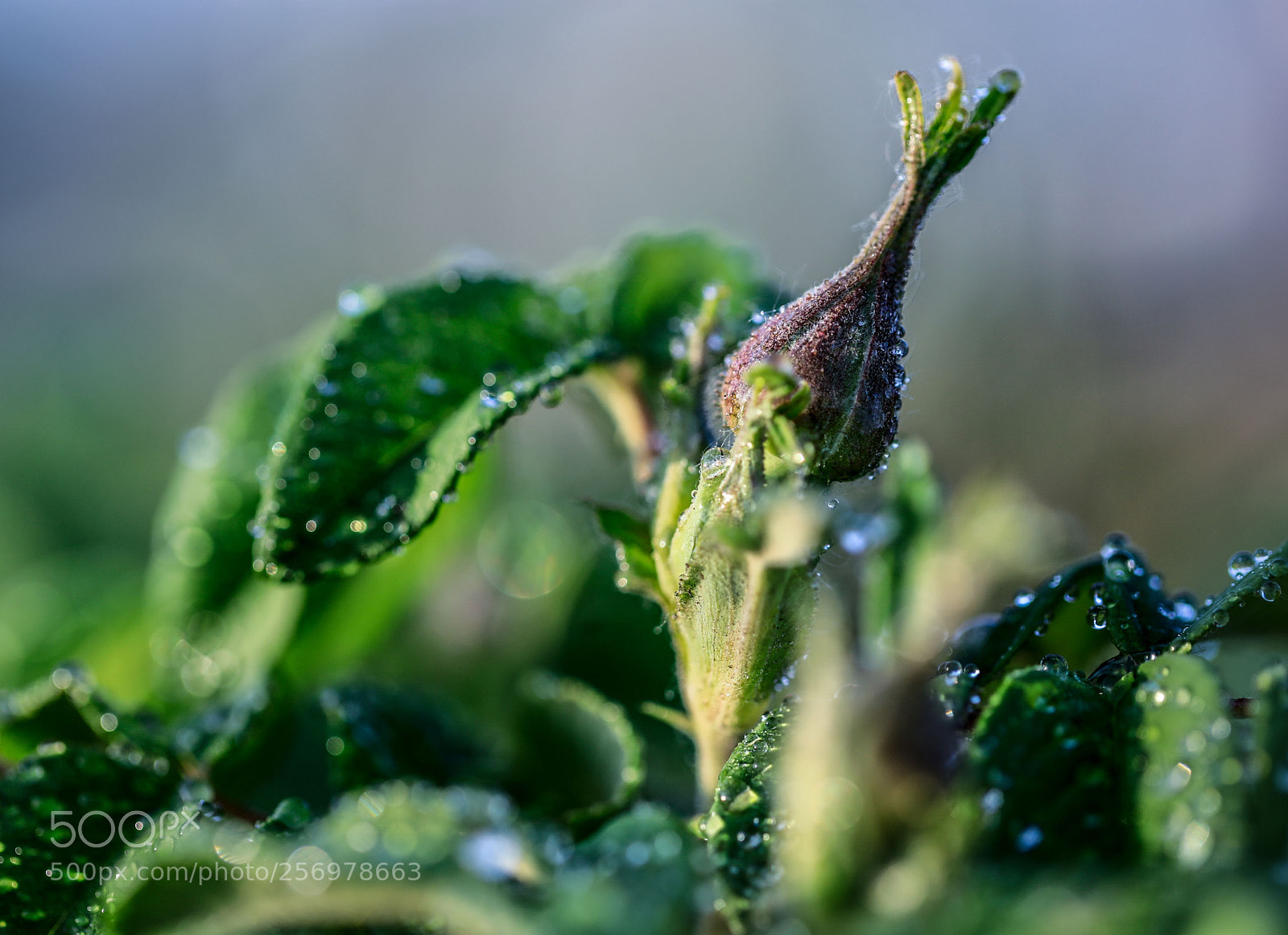 Canon EOS 5D Mark IV sample photo. Untitled photography