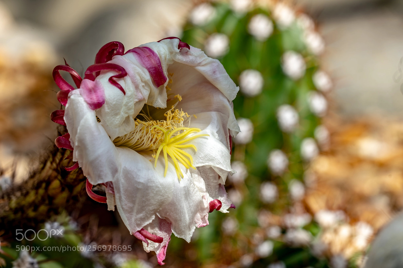 Sony a7 III sample photo. Beauty in the cactus photography