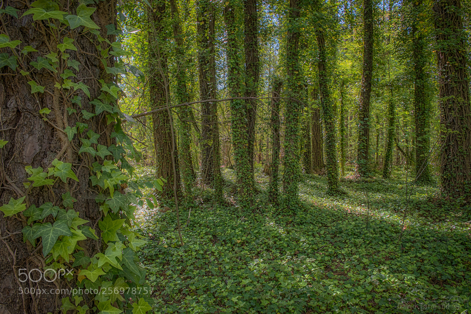 Nikon D800 sample photo. The nolan trail #2 photography